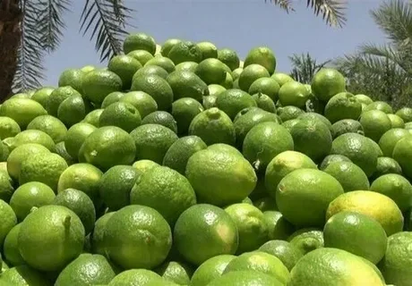 تصویر 1 از قیمت خرید لیمو ترش پوست نازک با فروش عمده